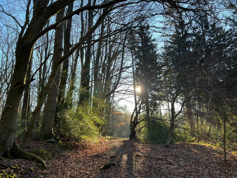 The old walk at the border between Germany and Belgium.JPEG