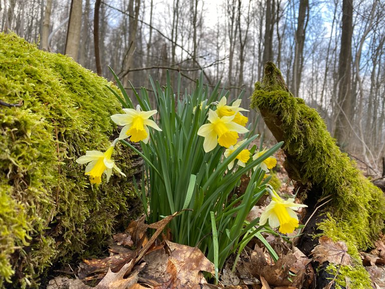 Flowers at the forest.jpeg