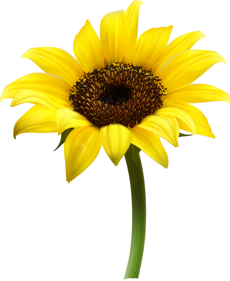 purepng.com-sunflowersunflowersunflower-plantsunflower-oilyellow-sunflower-1701527748530utjw9.png