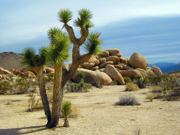 joshua-tree-1772159_1920.jpg