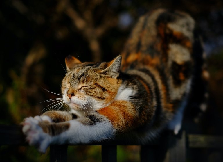 Cat Stretch.jpg
