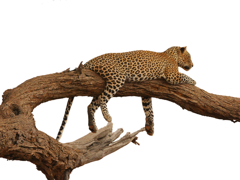 leopard2668681_1280.png