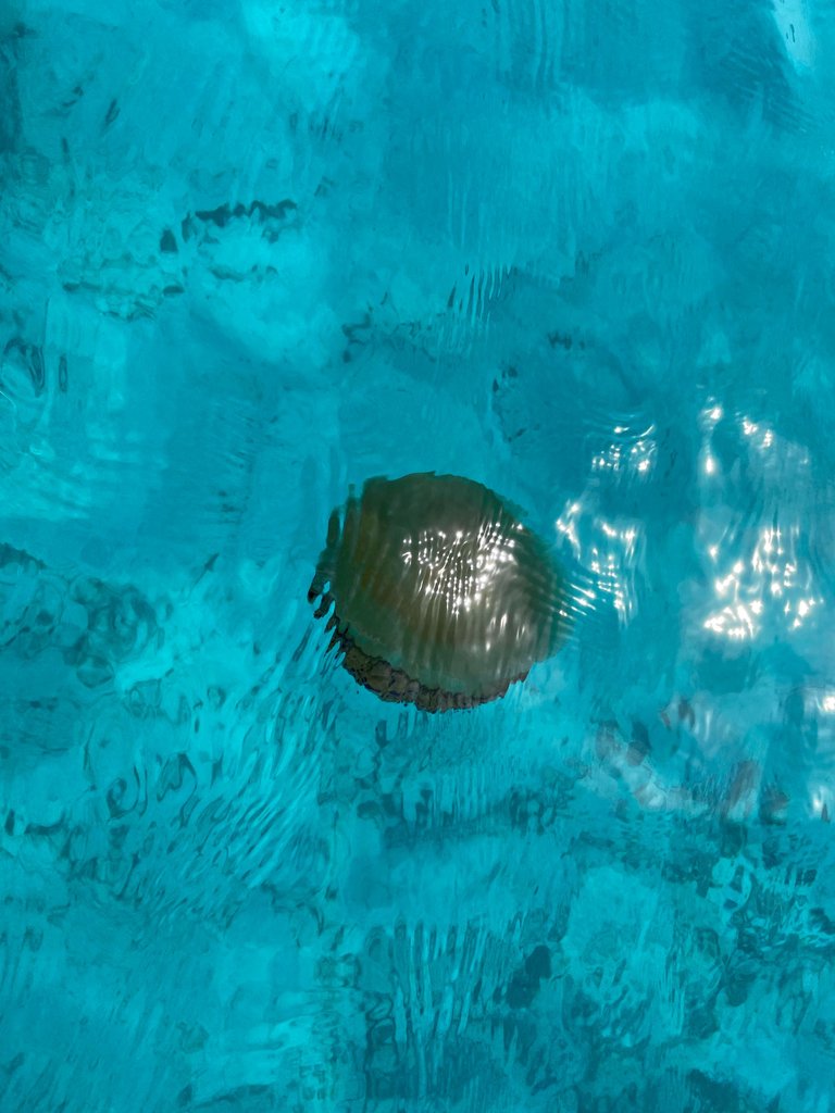 IMG_1068.jpeg
