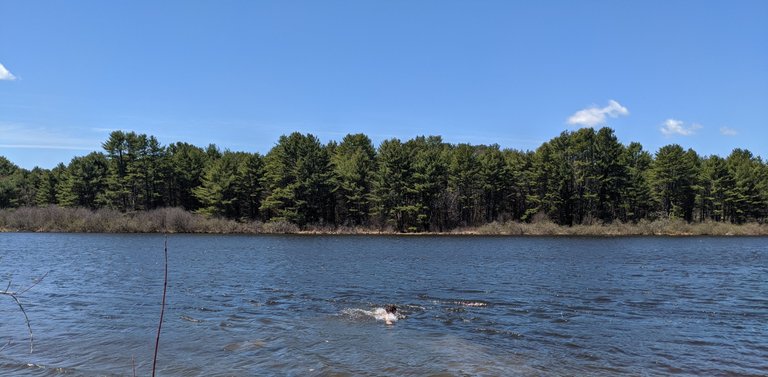 First swim of the year in the Connecticut River