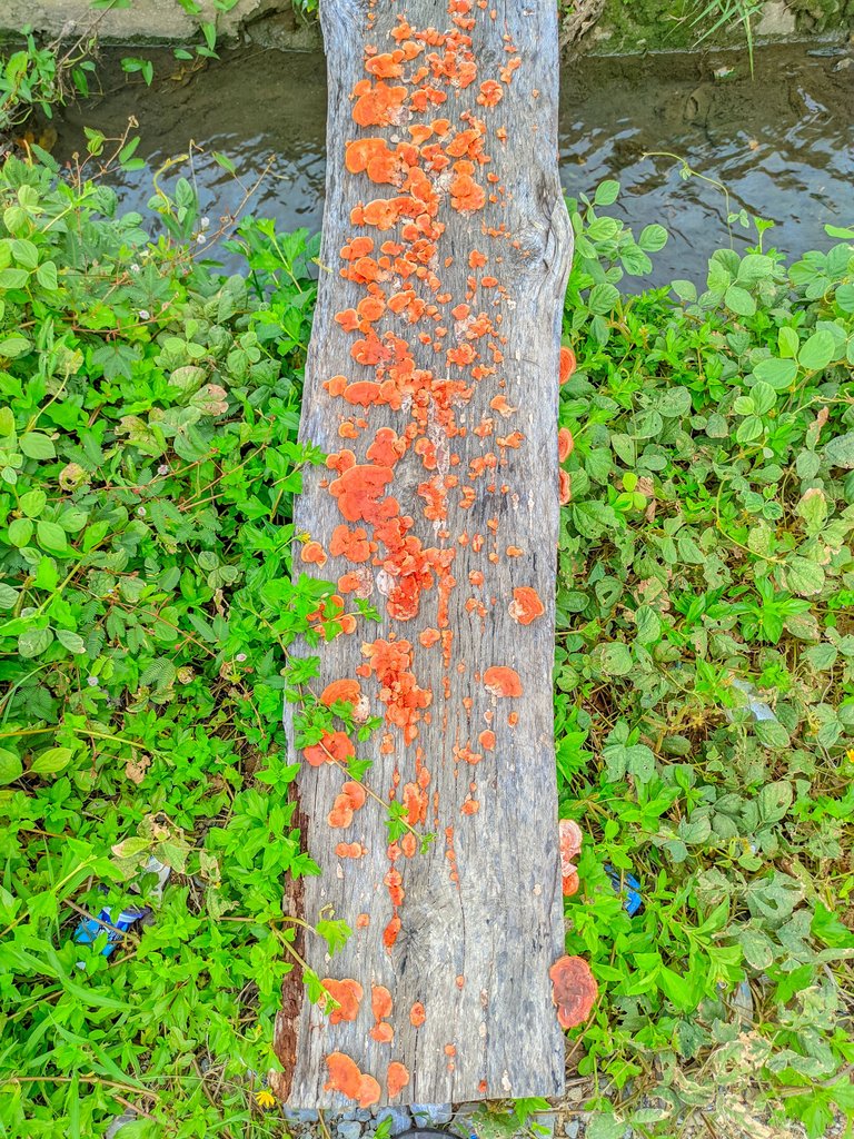 bangroy20250116_172327_IPHONE 16 PRO MAX  ROY.jpg