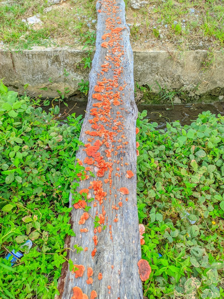 bangroy20250116_172303_IPHONE 16 PRO MAX  ROY.jpg