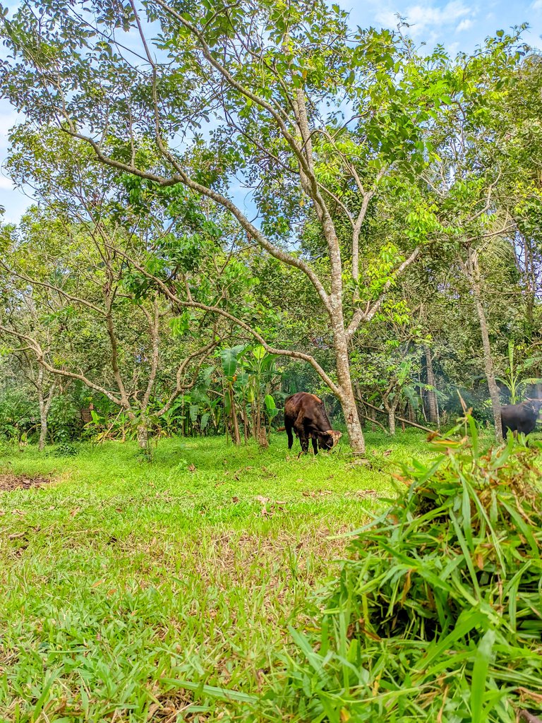 bangroy20250126_112349_IPHONE 16 PRO MAX  ROY.jpg