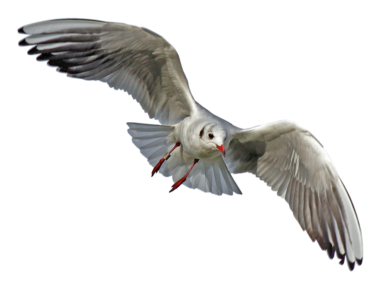 seagull2693363_1280.png