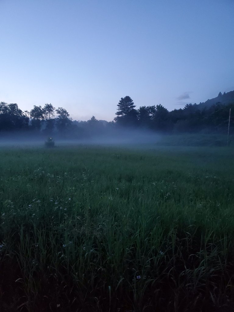 misty field.jpg