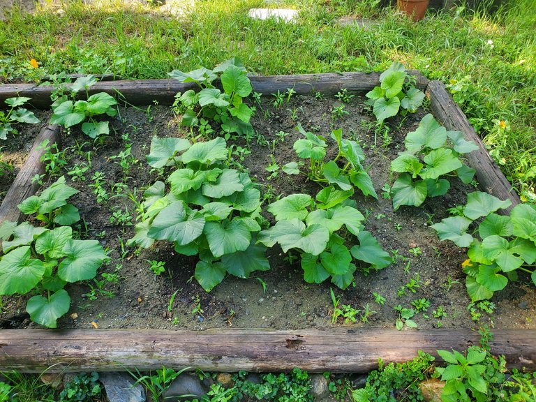 squash bed.jpg