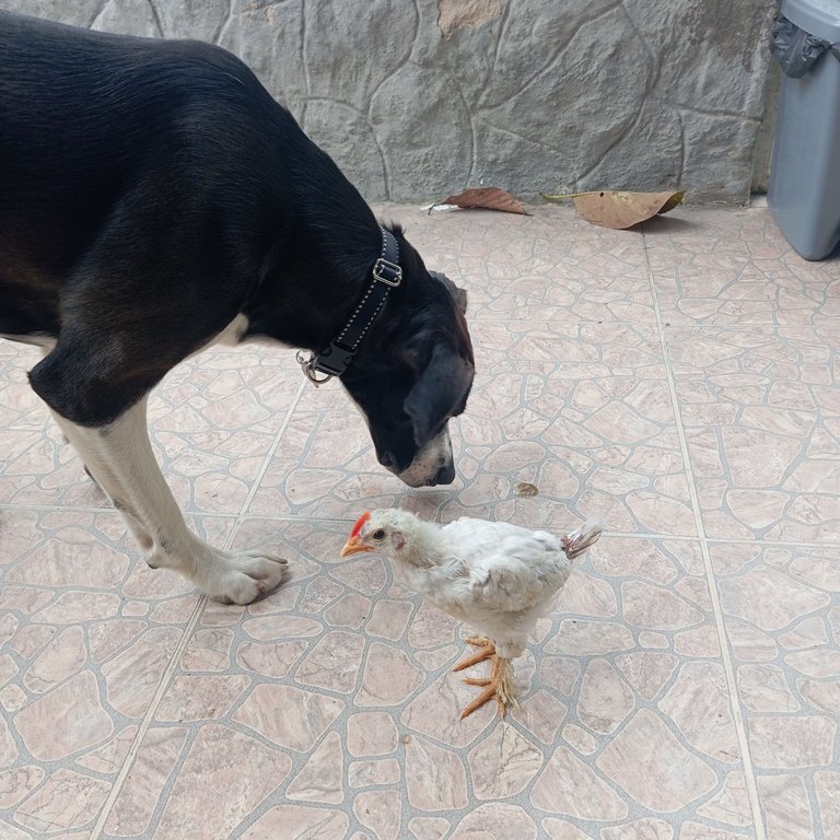 Perrita Pai dando la bienvenida - Pai puppy welcoming