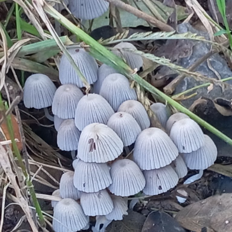 Fotografía de los hongos