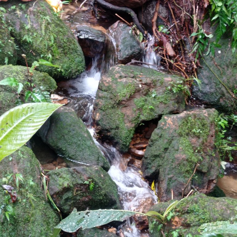 Water flowing from the jungle to the river - Agua fluyendo desde la selva hacia el río