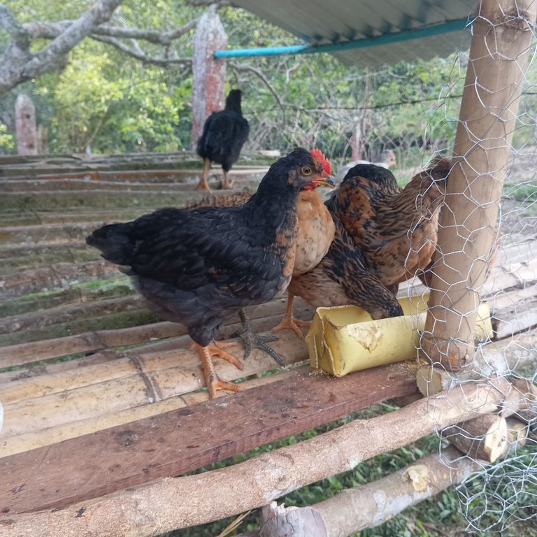 En el corral comiendo un poco de maíz - In the barnyard eating a little corn