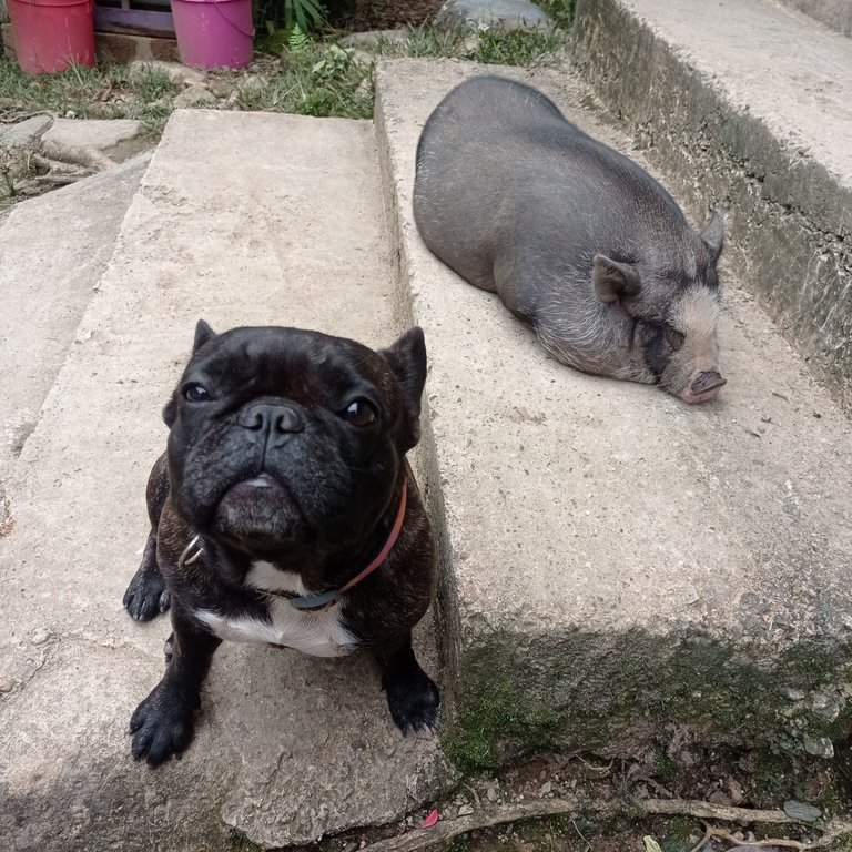 Two of the hostel's mascots: Grecia and Olimpo. - Dos de las mascotas del hostal: Grecia y Olimpo 