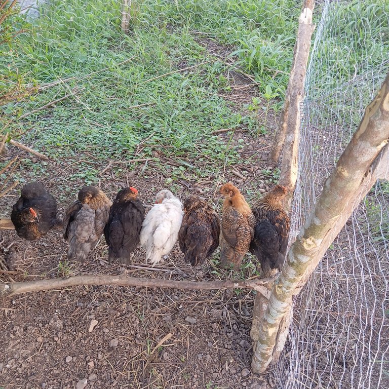 Pollitas sobre palo - Chicks on a stick