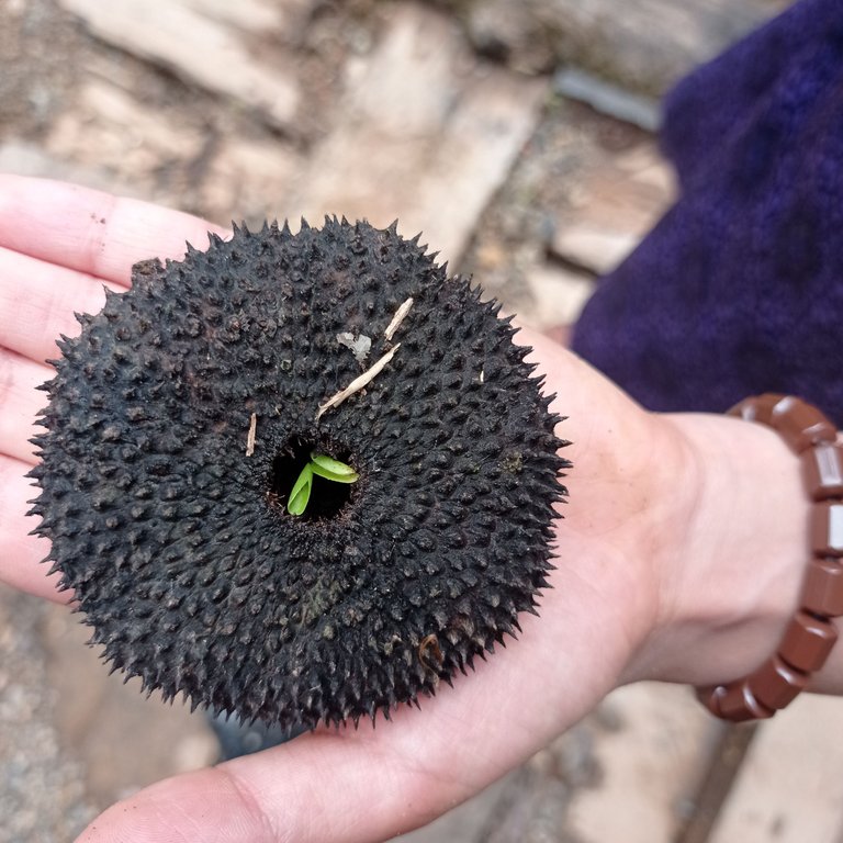 A very curious seed that we found - Una semilla muy curiosa que encontramos