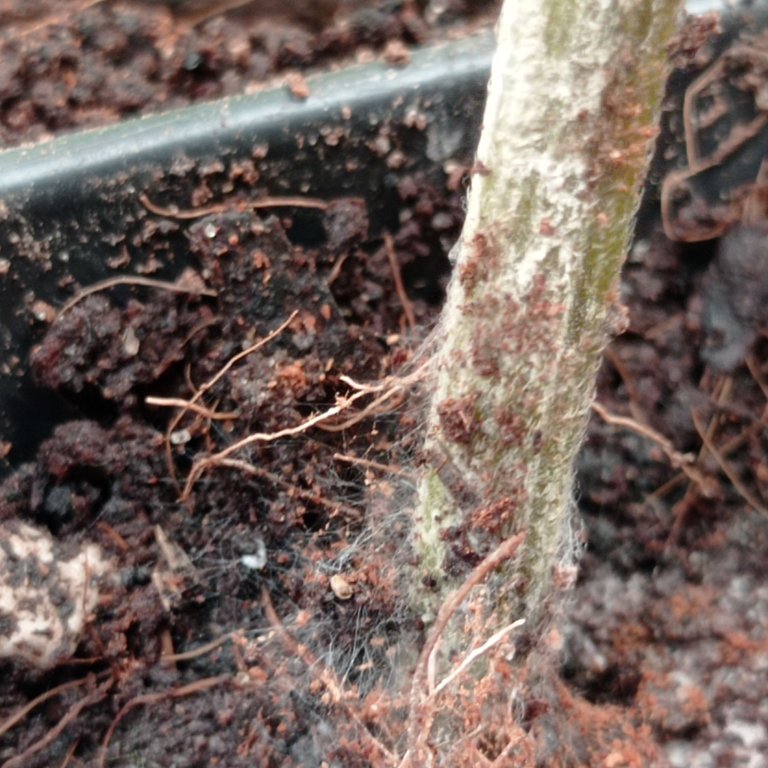 Close-up image of the fungus - Imagen cercana del hongo