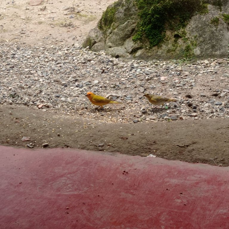 Beautiful birds arriving - Hermosas aves que llegan