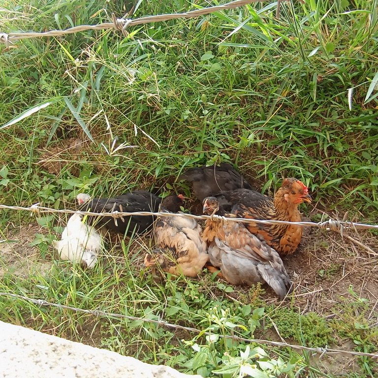 Pollitas haciendo baño de tierra -Chickens doing a soil bath