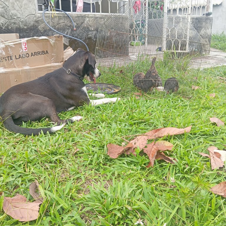 Perrita Pai cuidando las pollitas - Pai puppy taking care of the chicks