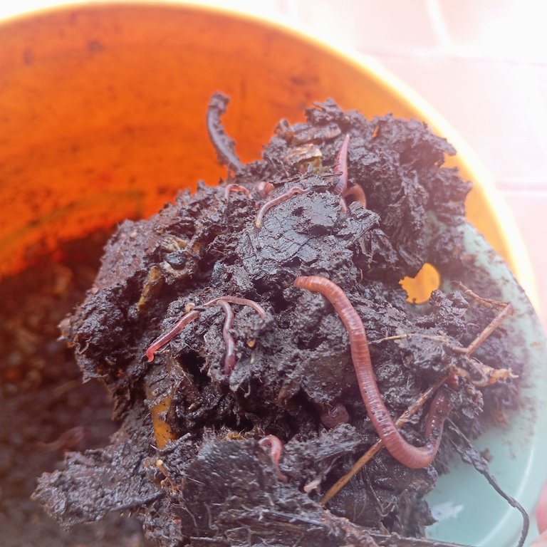 Algunas de mis lombrices de una colonia qué está en una caneca - Some of my worms from a colony that is in a bin