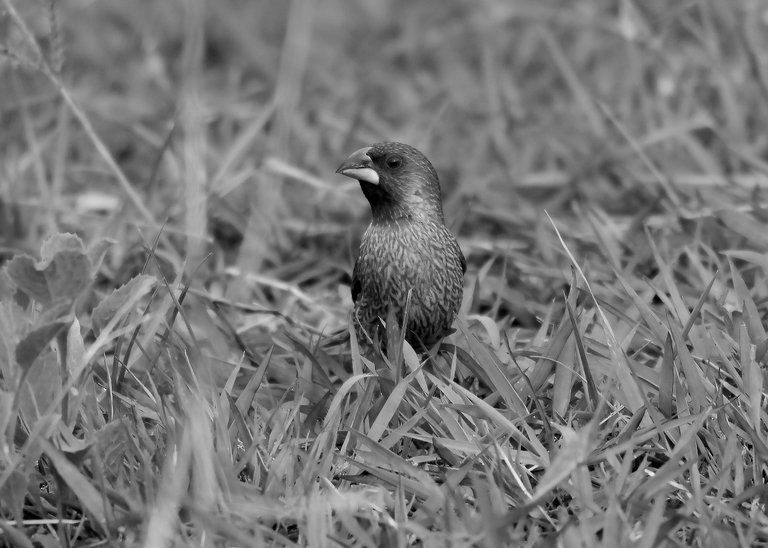 DSC_1474.jpg