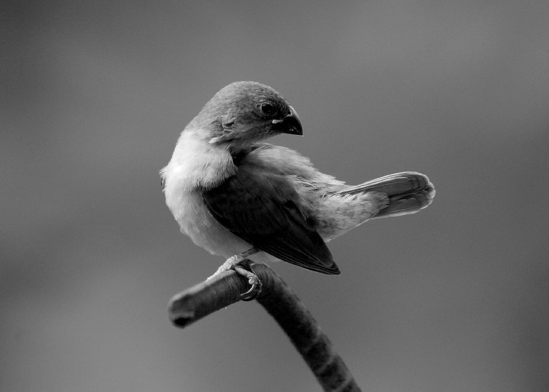 DSC_6603.jpg