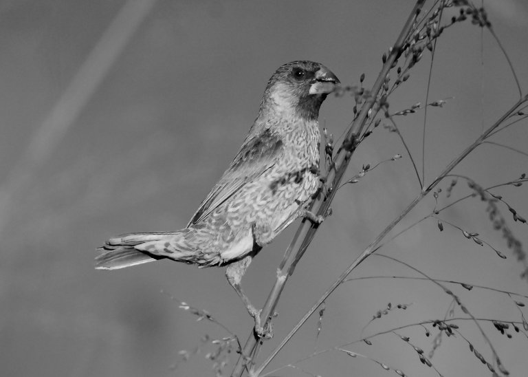 DSC_7863.jpg