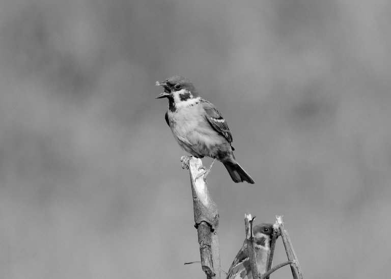 DSC_7383.jpg