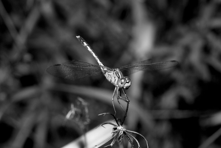 DSC_5246.jpg