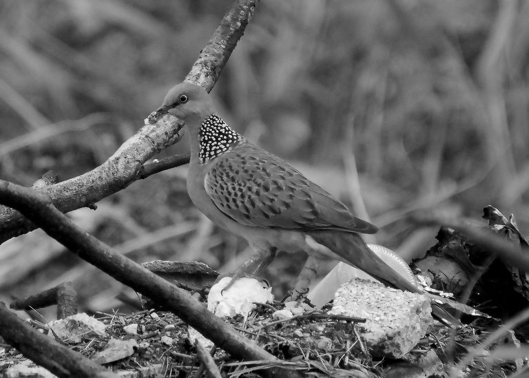 DSC_0274.jpg