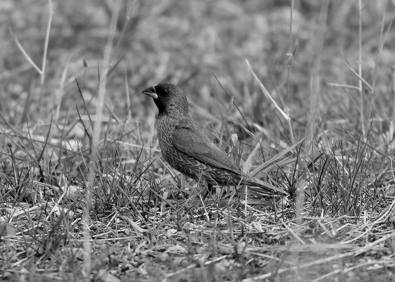 DSC_1460.jpg