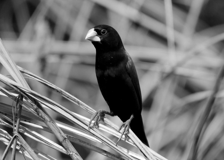 DSC_9855.jpg