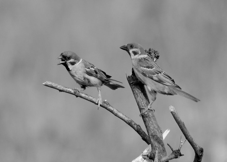 DSC_7369.jpg