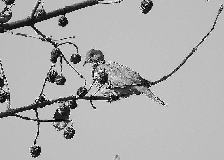 DSC_1824.jpg