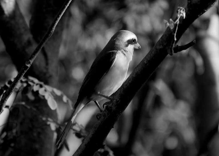 DSC_0677_01.jpg