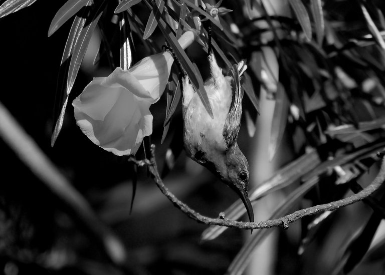 DSC_0021.jpg