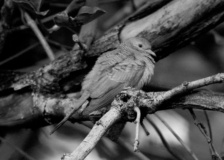 DSC_7491.jpg