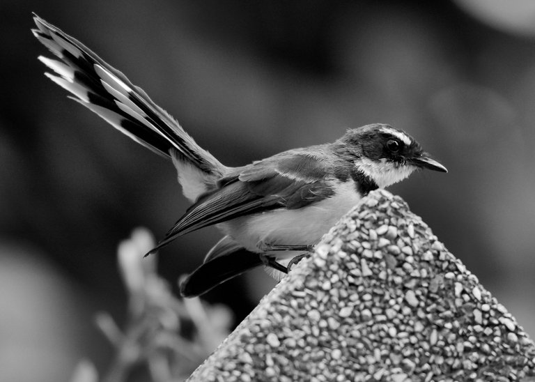DSC_6075.jpg