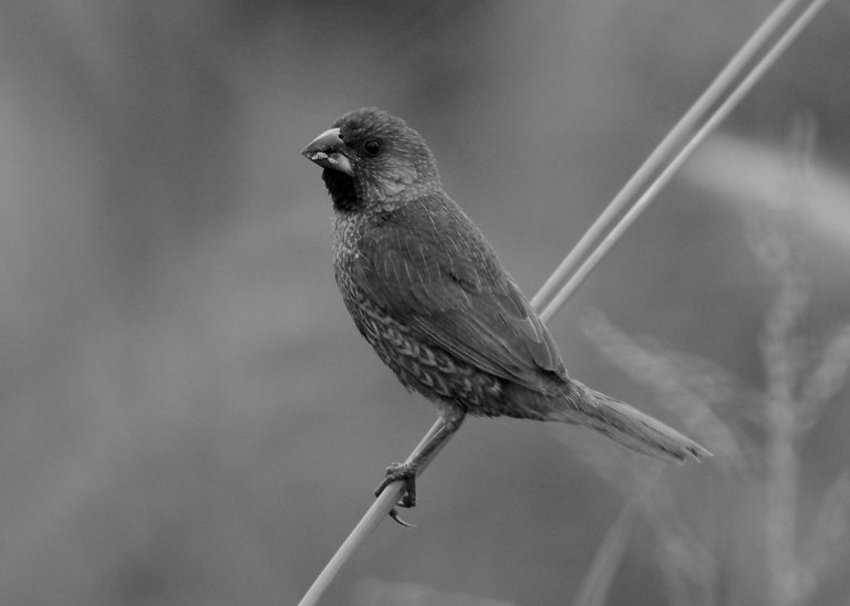DSC_0908.jpg