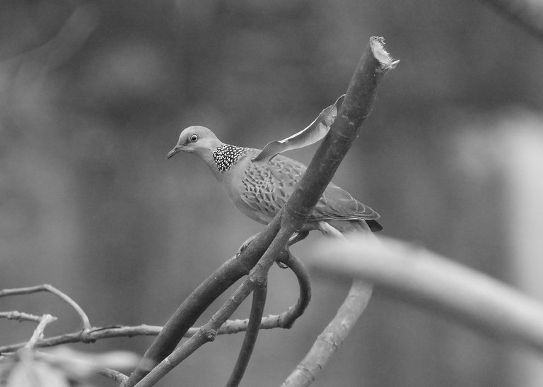 DSC_0299.jpg