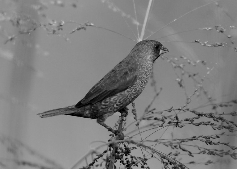 DSC_7908.jpg