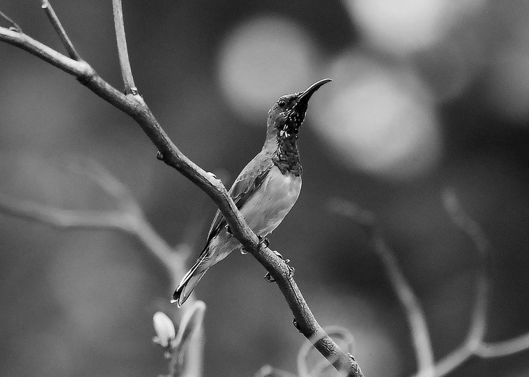 DSC_1523.jpg