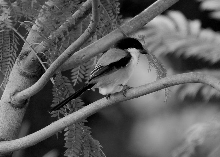 DSC_2966.jpg