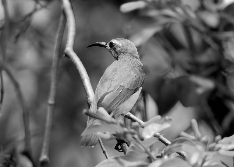 DSC_0133.jpg