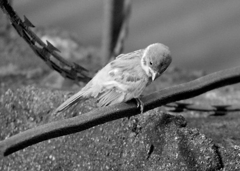 DSC_8327.jpg