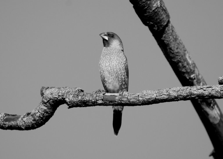 DSC_0385.jpg