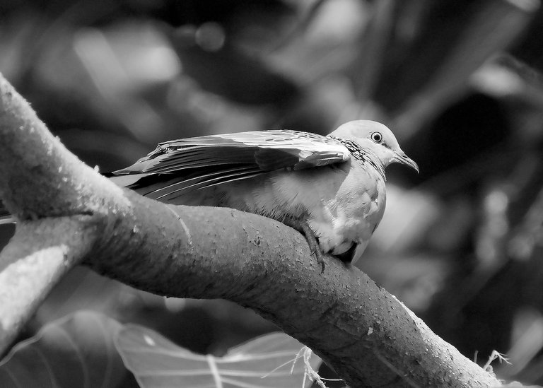 DSC_4681.jpg