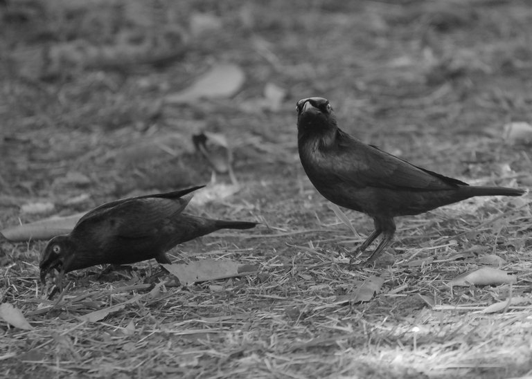 DSC_9112.jpg